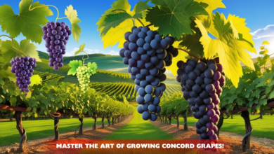 Concord Grapes